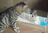 Bengal Cat Mommy Talking To Her Cute Tiny Kitty
