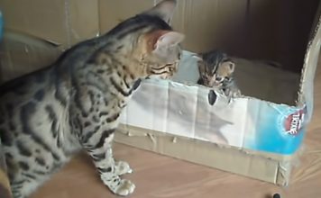 Bengal Cat Mommy Talking To Her Cute Tiny Kitty