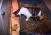 Ducklings With Their Mother Cat