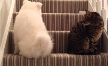 Adorable Dog Desperately Wants To Befriend A Kitten