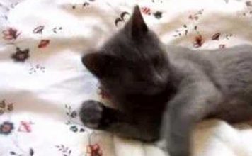 A Very Talkative Cat