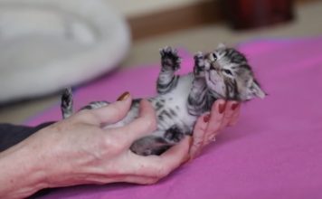 Precious Little Kitten Loves Her Human So Much