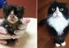16 Totally Heartwarming Before-and-After Photos of Rescued Cats