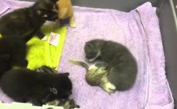 Amazing Mother Cat Adopts a Baby Squirrel