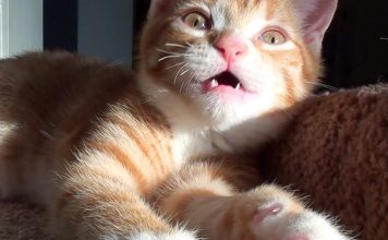 The Best Sound In The World = Cat Purrs!