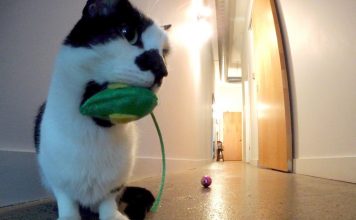 Do Cats Miss Us When We Leave?