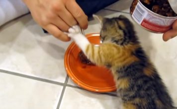 Kitten Absolutely Refuses To Let Her Human Anywhere Near Her Food