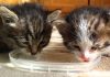 Pair of Tiny Kittens Drink Water For The First Time