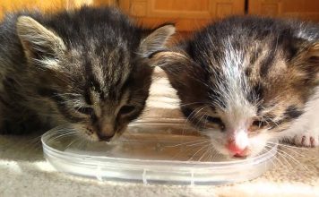 Pair of Tiny Kittens Drink Water For The First Time
