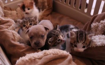 Orphan Puppy Gets All the Love He Needs From Cat Family