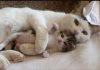 Precious Moments of Mama Cat With Her Kittens Will Melt Your Heart