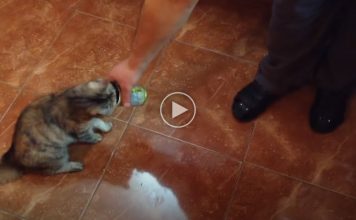 Human Lets His Cat Smell Olives For The First Time And It’s Hilarious