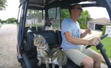 Cats Hop Into A Golf Car Than Proceed To Turn Up The Music…Hilarious