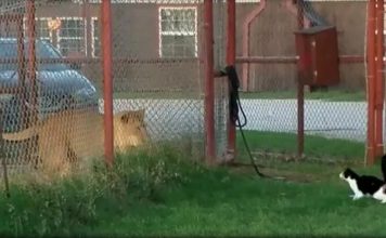 Little House Cat Challenges Big Lion, Proves That Size Doesn’t Matter