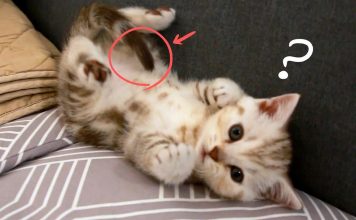 Adorable Kitten Sees His Tail for the First Time