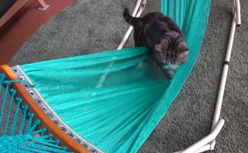 Maru Sees A Large Hammock And Must Get On It At All Costs