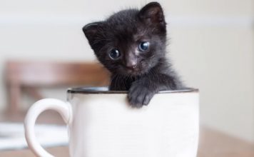 Saving Tetley, the Tiny Kitten in a Teabox