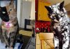 15+ Cats With The Craziest Fur Markings Ever