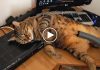 Bobo The Cat Loves Vacuum Cleaners!