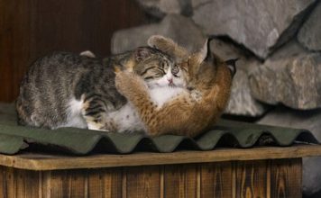 Cat Adopts Young Lynx Rejected by Its Mother As Her Own