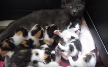 8 Month Old Rescue Cat Nurses 8 Kittens!