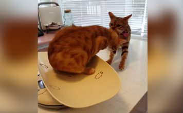 Cat Tries to Rescue Best Friend From the Vet