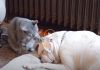 Adorable Cat Tries To Wake Up Sleepy Dog