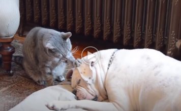 Adorable Cat Tries To Wake Up Sleepy Dog
