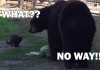 Cat Wanders Into Bear Enclosure And Finds New Best Friend