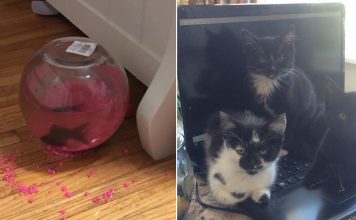 15+ Hilarious Photos Proving Cats That Are Complete Jerks