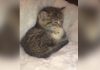 Beautiful Kitten and Baby Chick Friendship