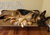How a German Shepherd and a Kitten Became Best Friends