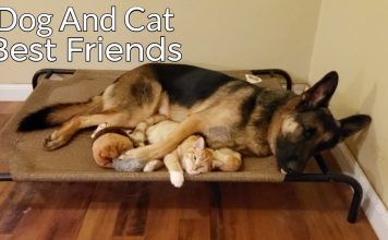 How a German Shepherd and a Kitten Became Best Friends