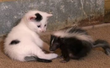 Black and White Kittens Welcome an Oddball Orphan to Their Family