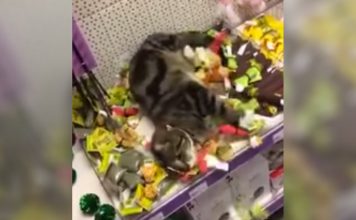 Lost Tabby Is Found At Nearby Store Helping Himself to Catnip Toys!
