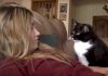 Cat Politely Asking To Get Petted