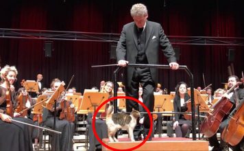 Naughty Cat Disrupts Live Orchestra Concert And Steals The Show