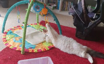 Cat Is Obsessed With Baby’s Toys