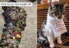 25+ Naughty Cats That Deserve Public Shaming