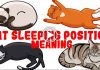 What Your Cat’s Sleeping Position Reveals About Their Health and Personality