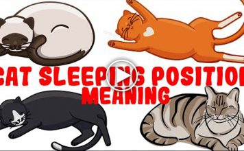 What Your Cat’s Sleeping Position Reveals About Their Health and Personality
