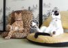 These Cats Relaxing In Chairs Will Put A Smile On Your Face