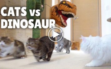 A Cats Vs Dinosaur…Because Why Not