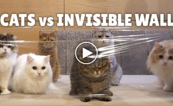 Cats vs Invisible Wall Challenge