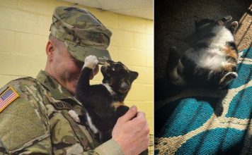 This Man Went To Adopt A Shelter Dog But Was Instead Chosen By A Kitty