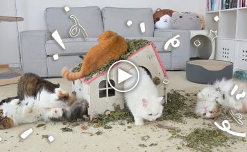 300 Dollars Crazy Catnip Party!