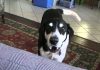 Talking Dog Wants a Kitten