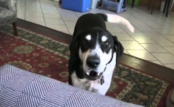 Talking Dog Wants a Kitten