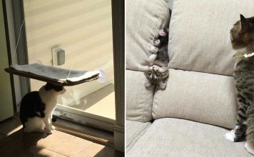 25+ Foolish Cats That Will Make You Burst Into Laughter