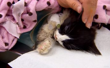 “They Say Cats Have 9 Lives… He’s Used 7 Of Them!”